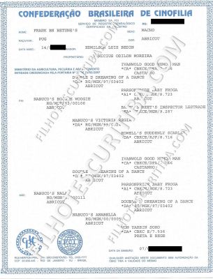 PUG LINDOS FILHOTES - CANIL EM CURITIBA