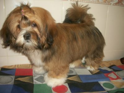 última Lhasa Apso Fêmea á venda 5 meses 