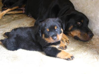 J-Unit Adestramento, Hospedagem & Venda de Filhotes