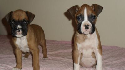 venda de filhotes de pug, basset hound, shih tzu e boxer