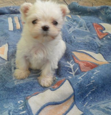 filhotes de yorkshire e maltês