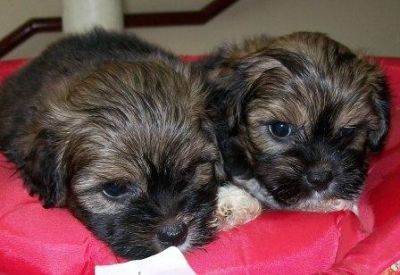 Pet shop, vende, lhasa apso, Porto Alegre,