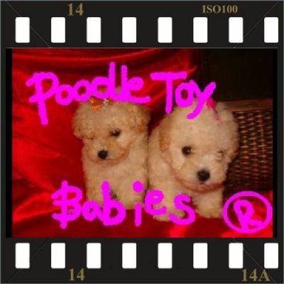 *** POODLE MICRO E POODLE TOY VERDADEIROS BIBELOS LOVPUPPIES KENNEL ***