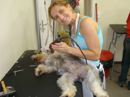 Curso Técnico de Banho e Tosa em Curitiba - Paraná