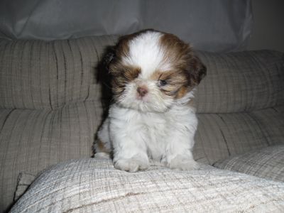 Filhotes de Shih Tzu Linhagem Cholocate de Olhos Verdes
