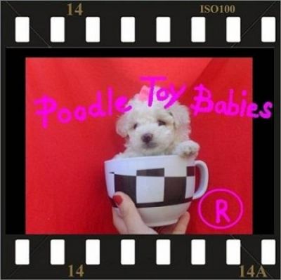*** ESPECIALIZADO EM POODLES LOVPUPPIES KENNEL POODLE MICRO E POODLE TOY ***