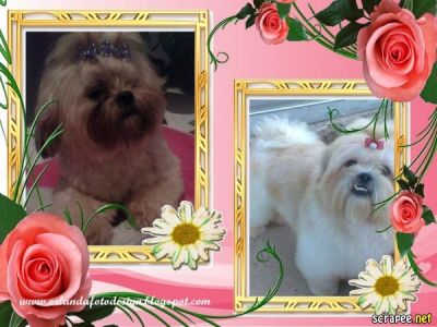 VENDA DE FILHOTES DE SHIH TZU E LHASA APSO