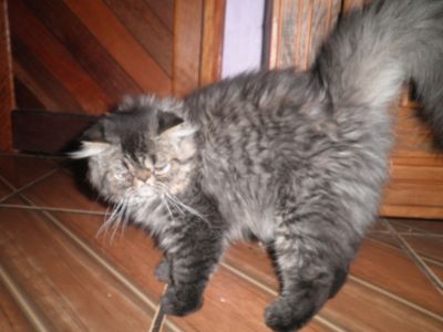 Lindo Filhote de Persa