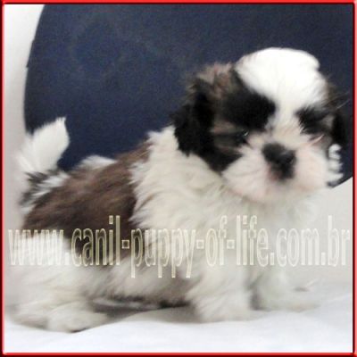 Vendo filhotes shih tzu porte pequeno