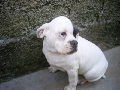 BULDOG CAMPEIRO COM 9 MESES