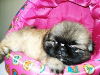 Pet shop, venda, filhote, Pequinês, Porto Alegre,