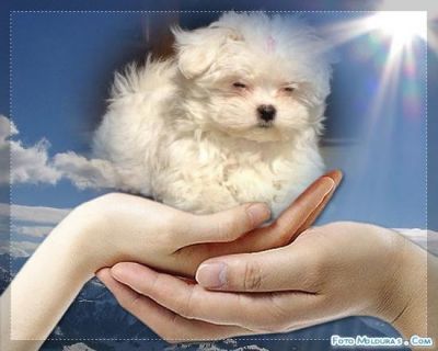 Maltês Filhotes  Apaixonantes  com pedigree em mãos 