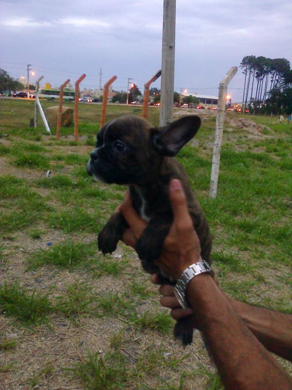Bulldog frances lindos filhotes