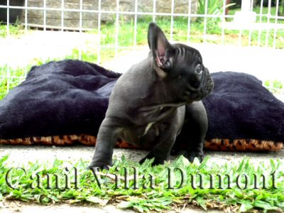 Bulldog Frances - Machos e Fêmeas - Preto c Peito Branco (Tigrado)