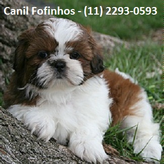 Filhotes de Shih Tzu Macho e Femea (11) 2293-0593