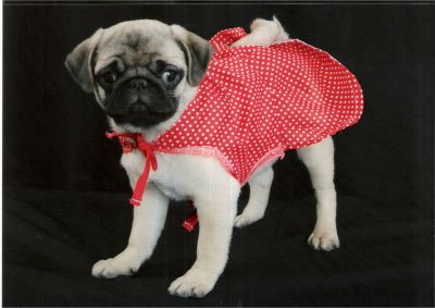 Vendem-se Lindos Filhotes De Pug Linhagem Nabuco!!!