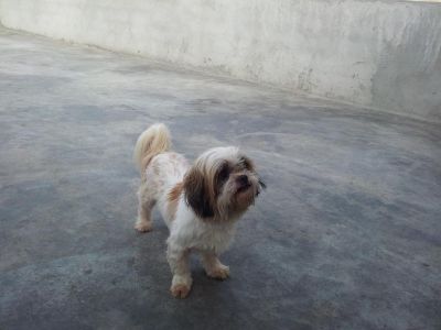 Doa-se Lhasa Apso