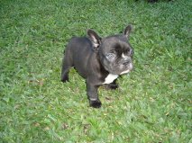 Bulldog frances lindos filhotes