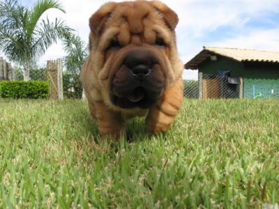 Shar pei 