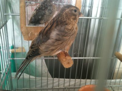 LINDOS CANÁRIOS A VENDA