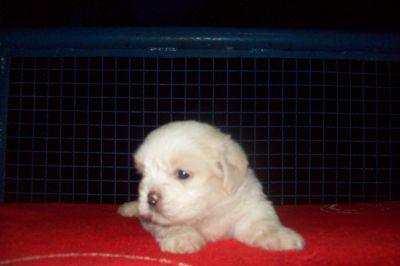 LINDOS FILHOTES DE LHASA COM PEDIGREE