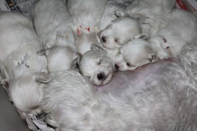 Filhotes de Maltês Micros Machos e Fêmeas pronta Entrega