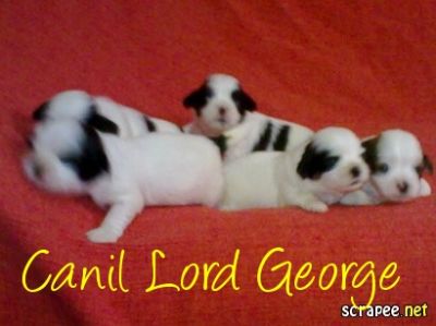 Lindos filhotes de Lhasa Apso machos e fêmeas p/ venda / 3445-3757 / 6214-4170