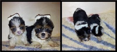 Biewer Terrier - Yorkshire Tricolor