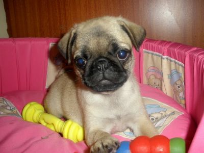 vendo pugs filhoes machos com preço imperdivel