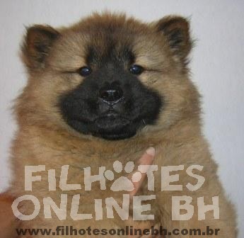Chow Chow - Canil Filhotes On Line BH