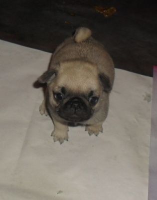 FILHOTES DE PUG À VENDA