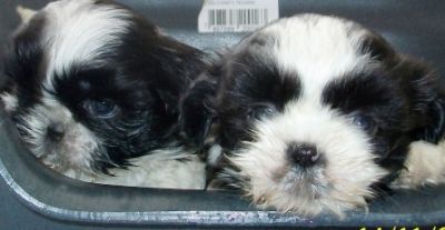 Porto Alegre, Filhote, cachorro, raça, shih tzu,