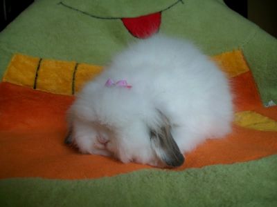 Mini Coelhos F & J...