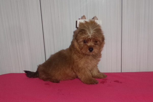 Filhotes de Yorkshire Terrier Dourado - Promoção de Fim de Ano