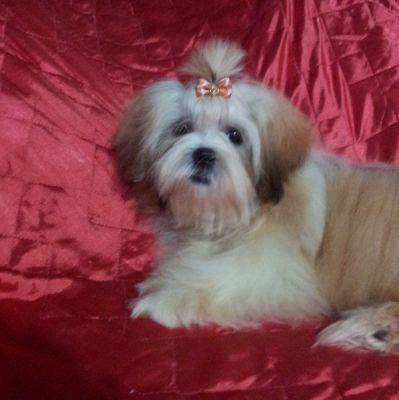 Filhote de Shih Tzu 