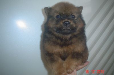 VENDO FILHOTES DE CACHORROS. 4361-8917 OU 7694-5581