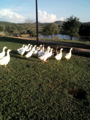 Gansos Baratos - Pra acabar