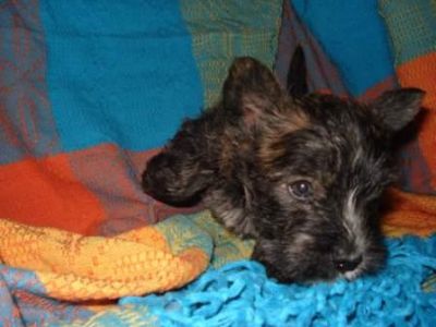 Canil dogs Valents:Excelência em filhotes