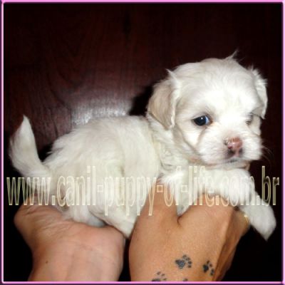 Canil puppy- vd filhotes maltes micro