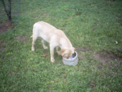 ESTOU VENDENDO TODOS OS MEUS LABRADORES