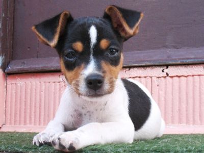 Canil Dogs Valents:Excelência em Filhotes.