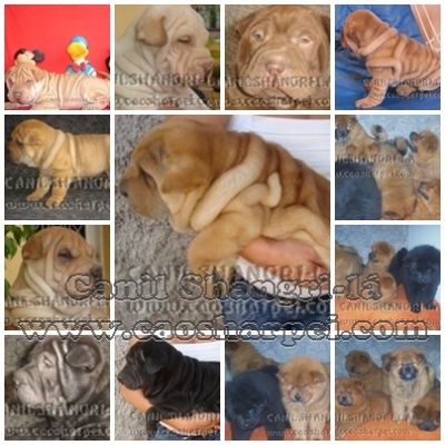SHARPEI & CHOW-CHOW, OS CÃEZINHOS MAIS FOFOS DO MUNDO em até 18X
