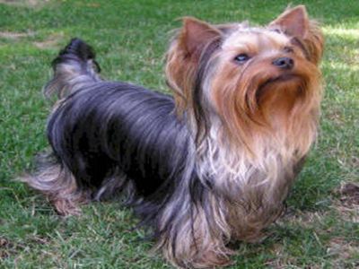 Dog Walker - Caminhador de Cães