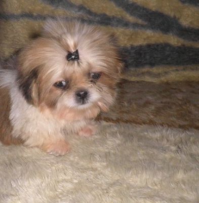 Filhotes de Lhasa Apso