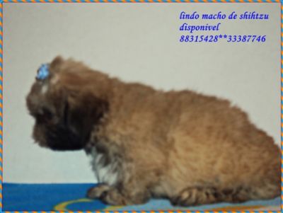 lindos machos de shistzu 