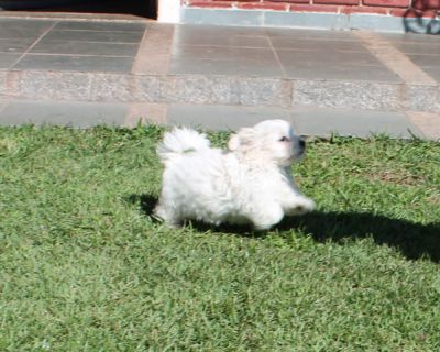 Canil puppy of life- vd filhotes maltes micro-Arujá-SP