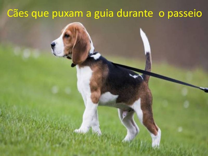 Terapeuta Comportamental  De  Cães