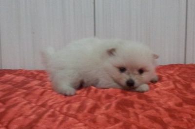 Linda Fêmea de Sptiz Alemão - Lulu da Pomerânia