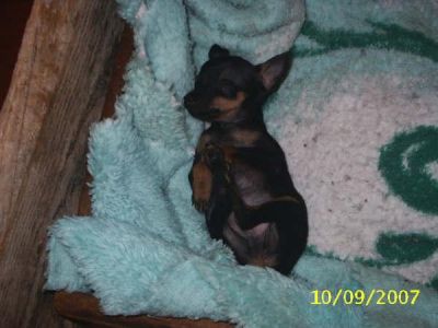 filhotes de pinscher ZERO