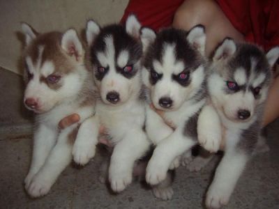 filhotes de husky siberiano para você